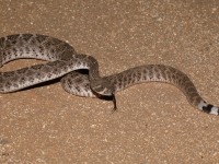 819A2583Diamondback_Rattlesnake