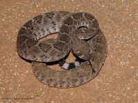 819A2589Diamondback_Rattlesnake