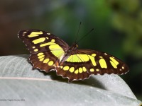 819A2637Malachite_Butterfly