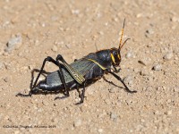 819A2750Lubber_Grasshopper