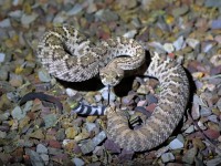 819A2769Diamondback_Rattlesnake