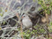 0J6A3112Black-chinned_Sparrow