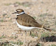 0J6A3127Killdeer