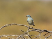 0J6A3175Mountain_Bluebird