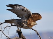 0J6A3190Red-tailed_Hawk