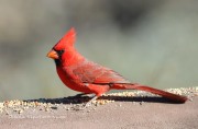 0J6A3216Northern_Cardinal