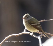 0J6A3236Dusky_Flycatcher_Madera_Canyon