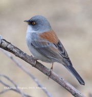 0J6A3253Yellow-eyed_Junco