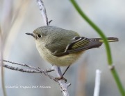 0J6A3265Ruby-crowned_Kinglet