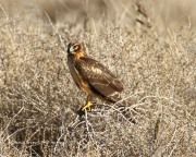 0J6A3343Northern_Harrier