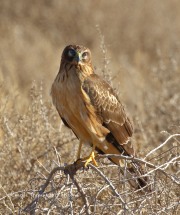 0J6A3349Northern_Harrier