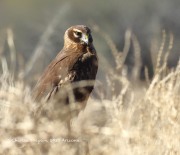 0J6A3364Northern_Harrier