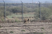 0J6A3379Coyote
