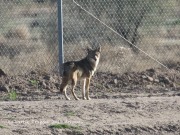 0J6A3386Coyote