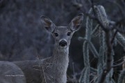 0J6A3388Deer
