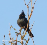 0J6A3397Phainopepla