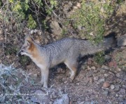 0J6A3431Gray_Fox