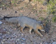 0J6A3437Gray_Fox
