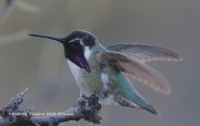 0J6A3444Costa's_Hummingbird