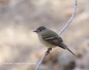 0J6A3476Dusky_Flycatcher