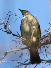 0J6A3484White-throated_Thrush