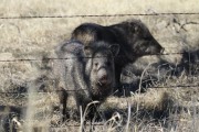 0J6A3546Javelina_Sonoita