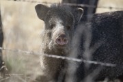 0J6A3548Javelina