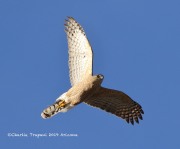 0J6A359Cooper_Hawk
