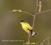 0J6A3613Lesser_Goldfinch