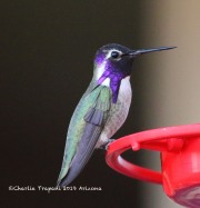 0J6A3654Costa's_Hummingbird