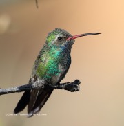 0J6A3662Broad-billed_Hummingbird