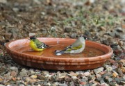 0J6A3692Lesser_and_Lawrence's_Goldfinches