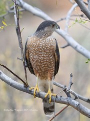 OJ6A3703Cooper_Hawk