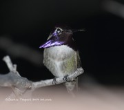 0J6A3737Costa's_Hummingbird