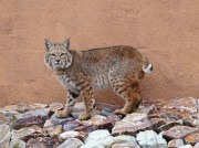 0J6A3746Bobcat
