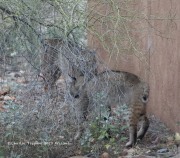 0J6A3766Bobcats