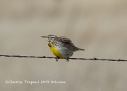 0J6A3780Eastern_Meadowlark