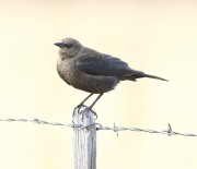 0J6A3887Brewer's_Blackbird