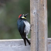 0J6A3893Acorn_Woodpecker