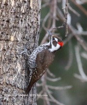 0J6A3905Arizona_Woodpecker
