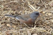 0J6A3935Dark-eyed_Junco_Pink-sided