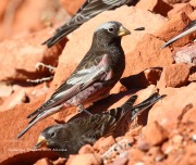 0J6A3961Black_Rosy-Finch