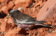 0J6A3976Black_Rosy-Finch
