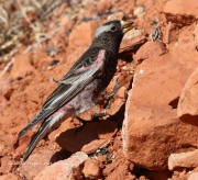 0J6A4003Black_Rosy-Finch