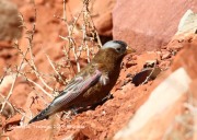0J6A4009Gray-crowned_Rosy-Finch