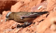 0J6A4026Gray-Crowned_Rosy-Finch