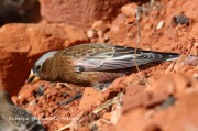 0J6A4032Gray-crowned_Rosy_Finch