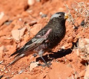 0J6A4038Black_Rosy-Finch