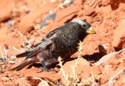 0J6A4049Black_Rosy-Finch
