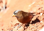 0J6A4056Gray-crowned_Rosy-Finch